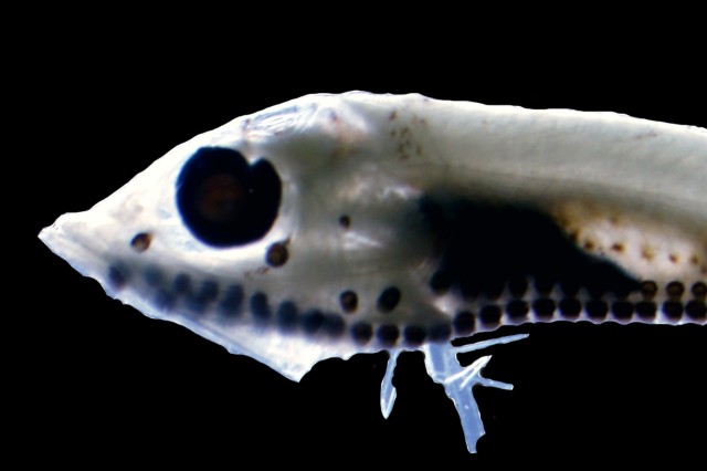 A skeletal looking Vinciguerria mabahiss under a microscope and black background